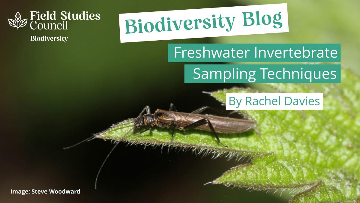 Freshwater Invertebrate Sampling Techniques Biodiversity Projects